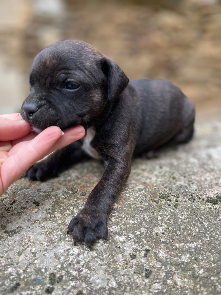 Des Terres De Légendes - Chiots disponibles - Staffordshire Bull Terrier