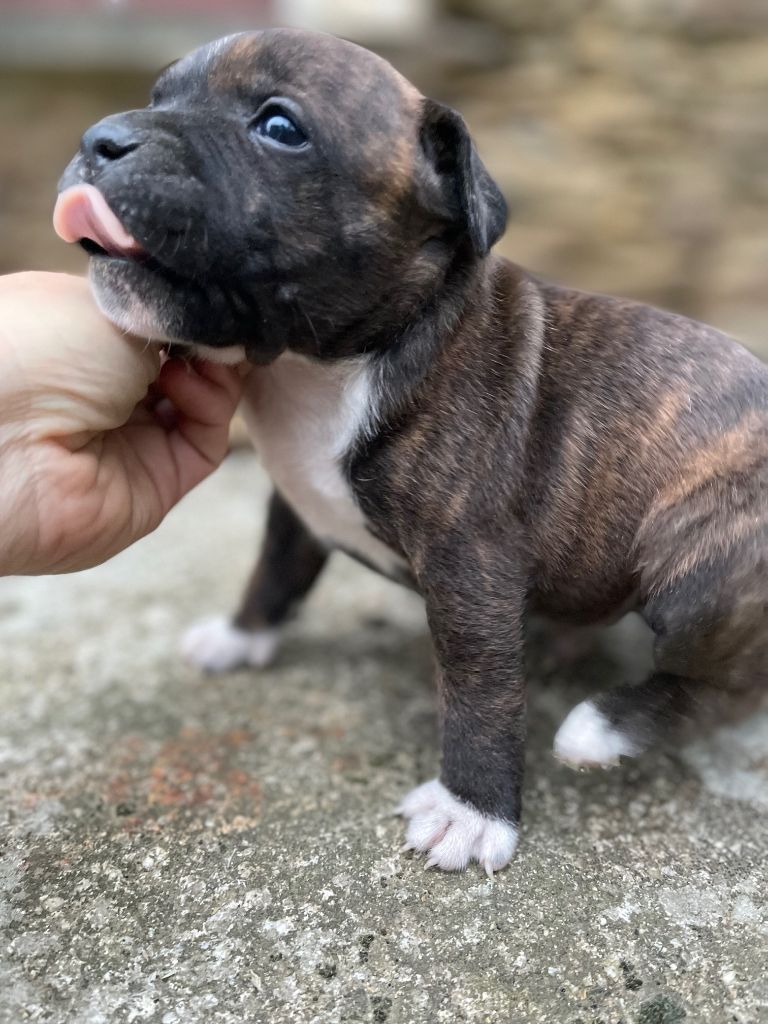 Des Terres De Légendes - Chiots disponibles - Staffordshire Bull Terrier