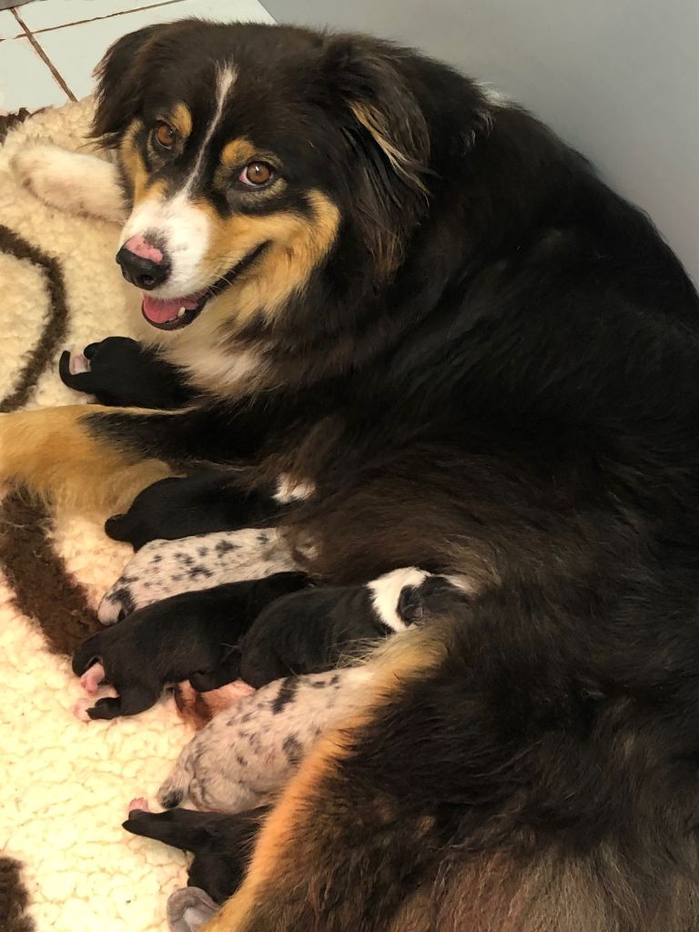 Chiot Berger Australien Des Terres De Légendes