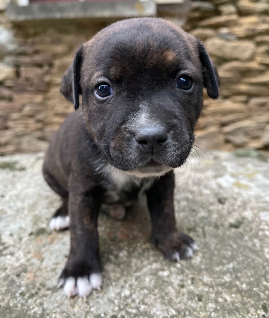 Des Terres De Légendes - Chiots disponibles - Staffordshire Bull Terrier